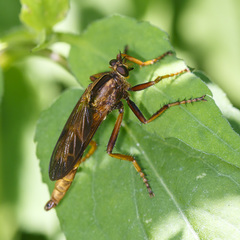 Asilus sericeus