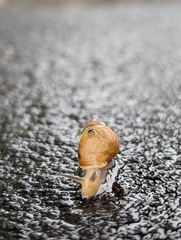 Bulimulus bonariensis