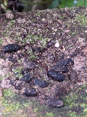 Hemideina crassidens