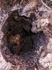 Hemideina crassidens