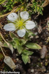 Arenarieae