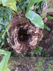 Hemideina crassidens