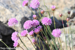 Armeria sampaioi