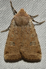 Conistra erythrocephala