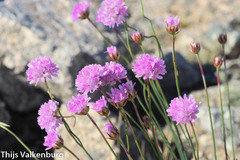 Armeria sampaioi