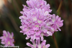 Armeria sampaioi
