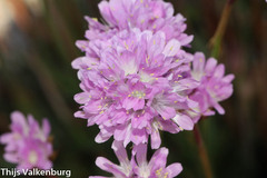 Armeria sampaioi