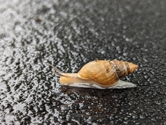 Bulimulus bonariensis