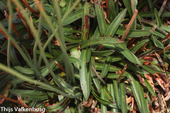 Armeria sampaioi