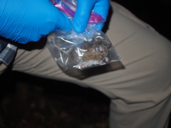 Peromyscus sonoriensis