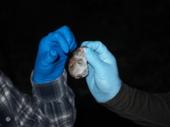Peromyscus sonoriensis