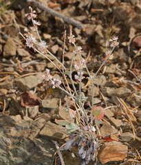 Eriogonum panamintense