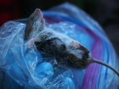 Peromyscus sonoriensis