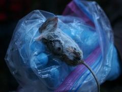 Peromyscus sonoriensis