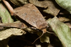 Conistra erythrocephala