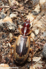 Cymindis
