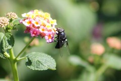 Copestylum violaceum