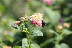 Copestylum violaceum