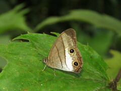 Euptychoides nossis