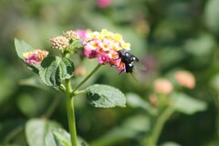 Copestylum violaceum
