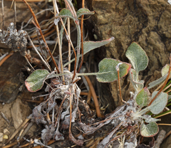 Eriogonum panamintense