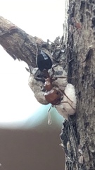 Crematogaster laeviuscula