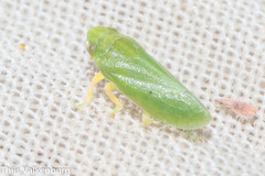 Tettigometra
