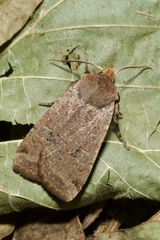 Conistra erythrocephala