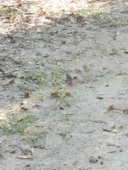 Setophaga palmarum palmarum