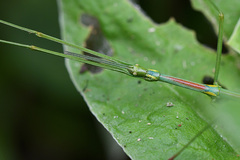 Phalces brevis