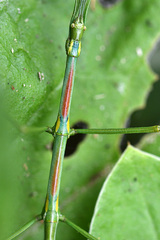 Phalces brevis