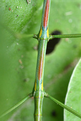 Phalces brevis