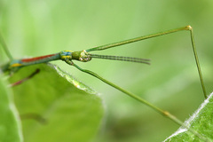 Phalces brevis