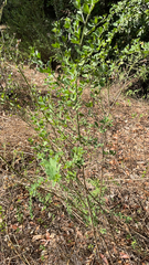 Genista monspessulana
