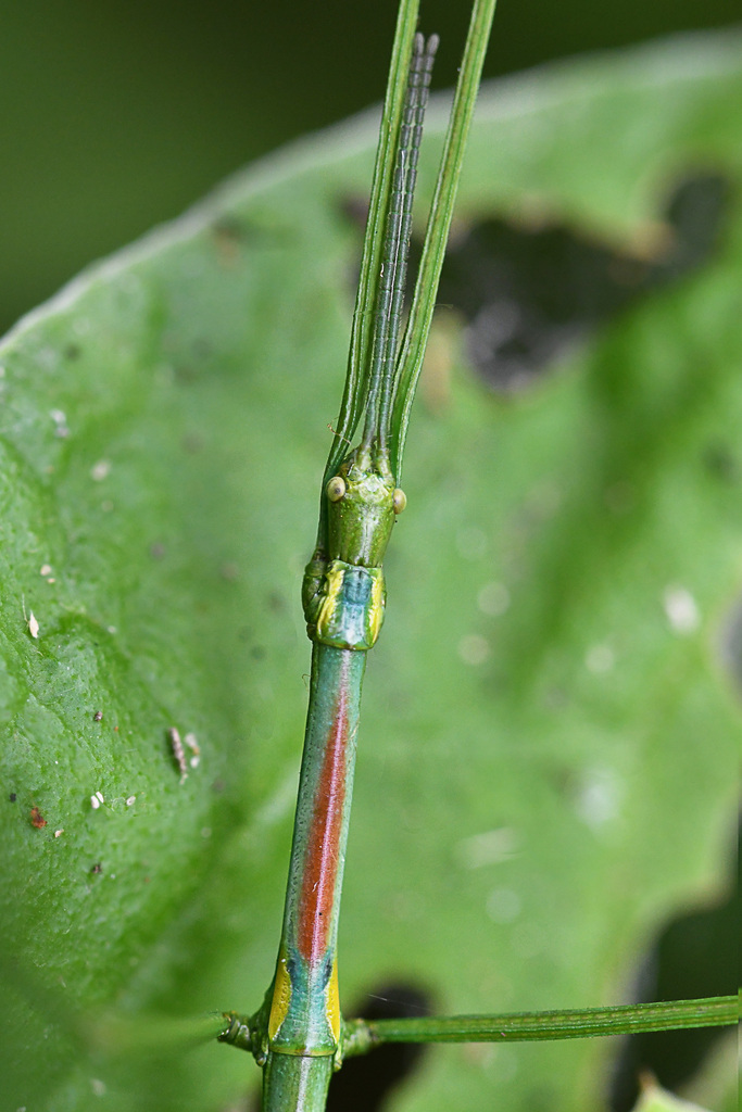 Bacillinae