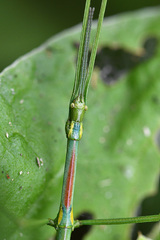 Phalces brevis