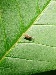 Platycorypha nigrivirga