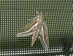 Hippotion celerio