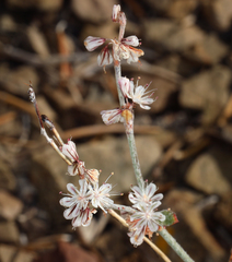 Eriogonum panamintense