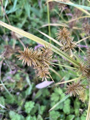 Cyperus strigosus