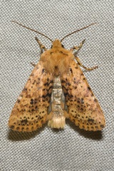 Conistra rubiginea