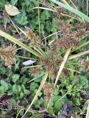 Cyperus strigosus