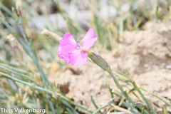 Dianthus lusitanus