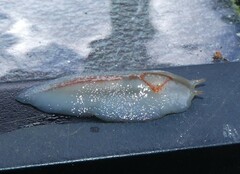 Triboniophorus graeffei