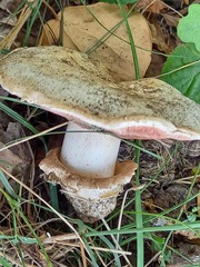 Agaricus bitorquis