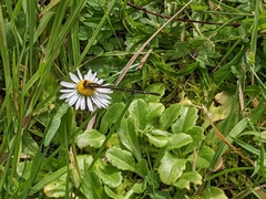 Xanthocnemis zealandica