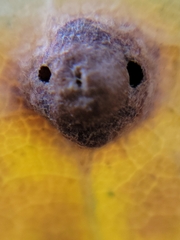 Callirhytis quercusfutilis