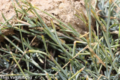 Dianthus lusitanus