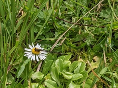 Xanthocnemis zealandica