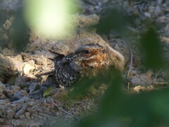 Caprimulgus ruficollis